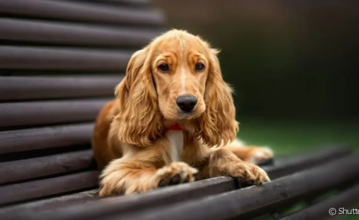 Os problemas no coração de cachorro são mais comuns em determinadas raças