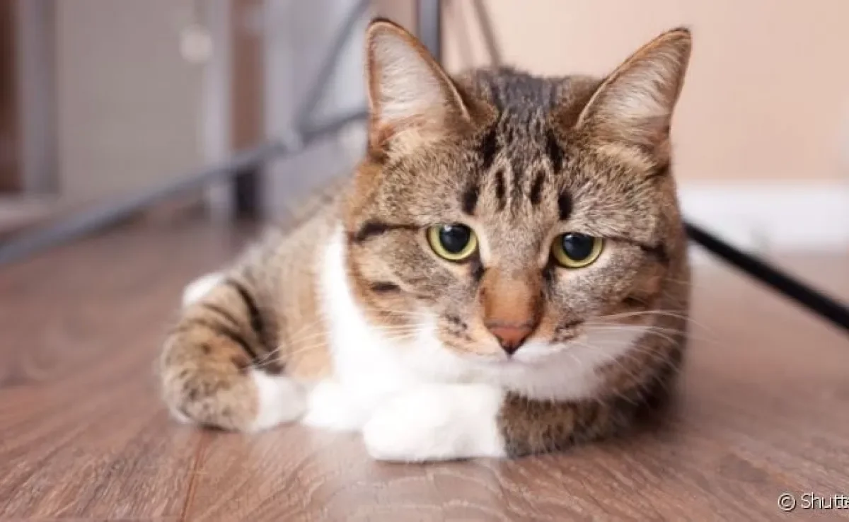 A inflamação intestinal em gatos é o conjunto de doenças que atacam o intestino do animal