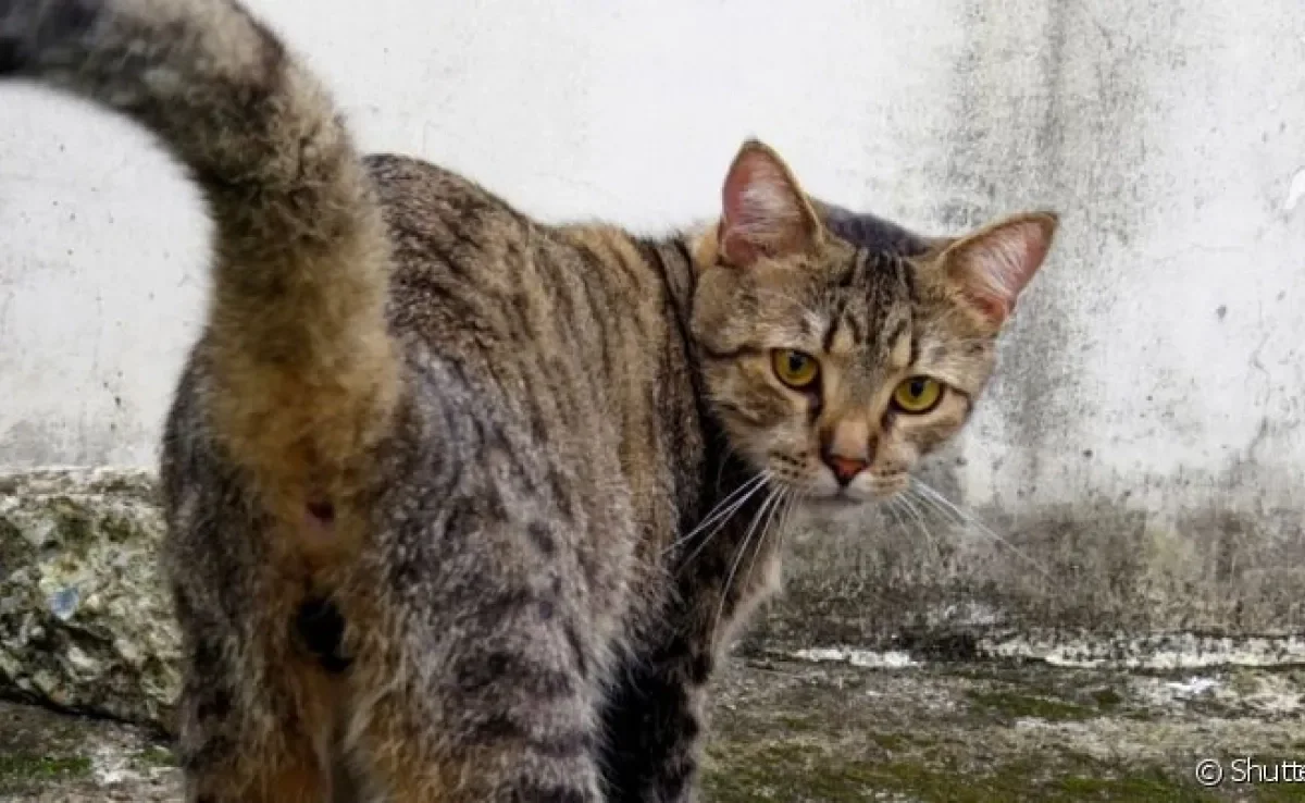  Condição é mais comum em cães, mas a glândula adanal em gatos também pode inflamar