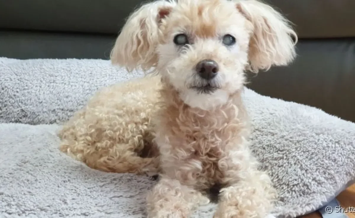 No Poodle, doenças mais comuns incluem a catarata, que pode evoluir para o glaucoma canino