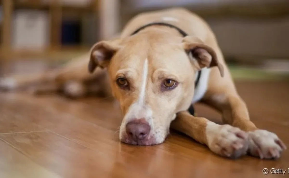  Rato morde cachorro? Sim! E isso gera doenças como a leptospirose canina. 