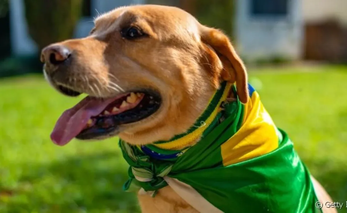 Com as cores da bandeira do Brasil, esses são os torcedores mais fofos que você vai ver