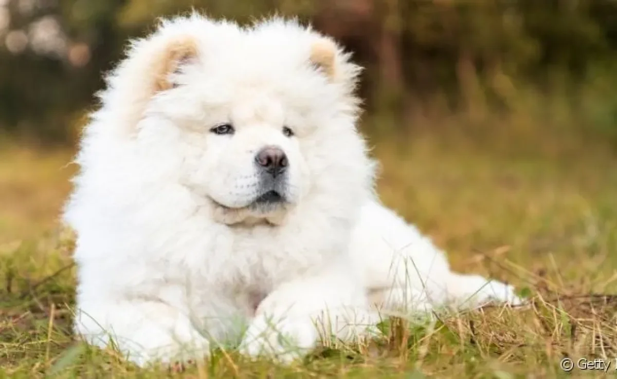 Os nomes para Chow Chow fêmea podem ser chiques e tradicionais ou criativos e inusitados