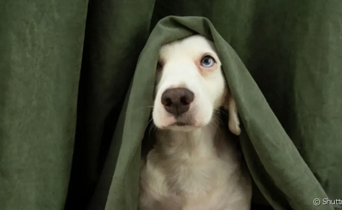 O cachorro com medo de fogos é uma reação comum porque a audição canina é potente e o barulho asusta