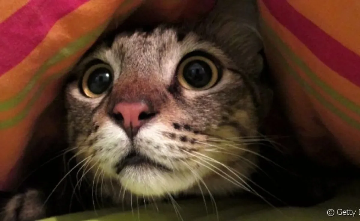  Com o final do ano se aproximando, é importante saber como proteger seu gato dos fogos de artifício