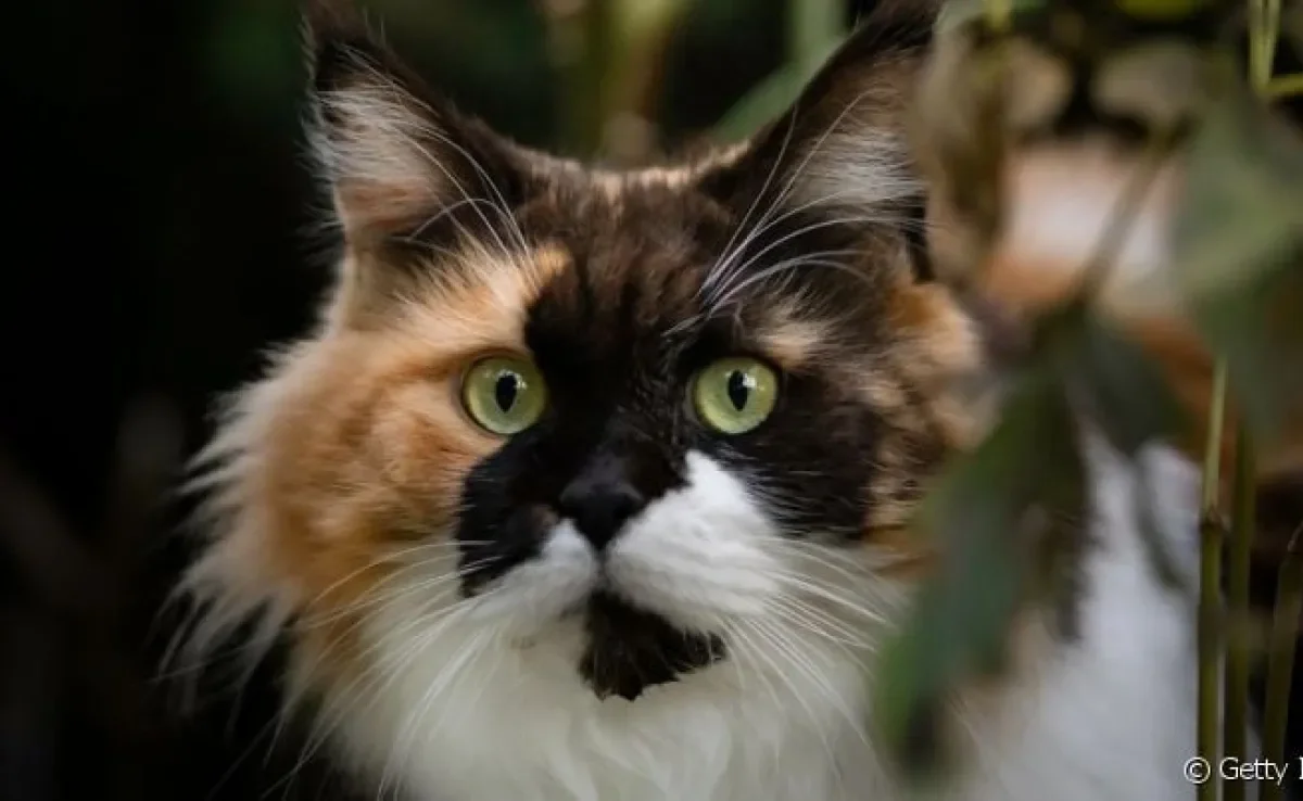  Maine Coon: cores diferentes são aceitas 