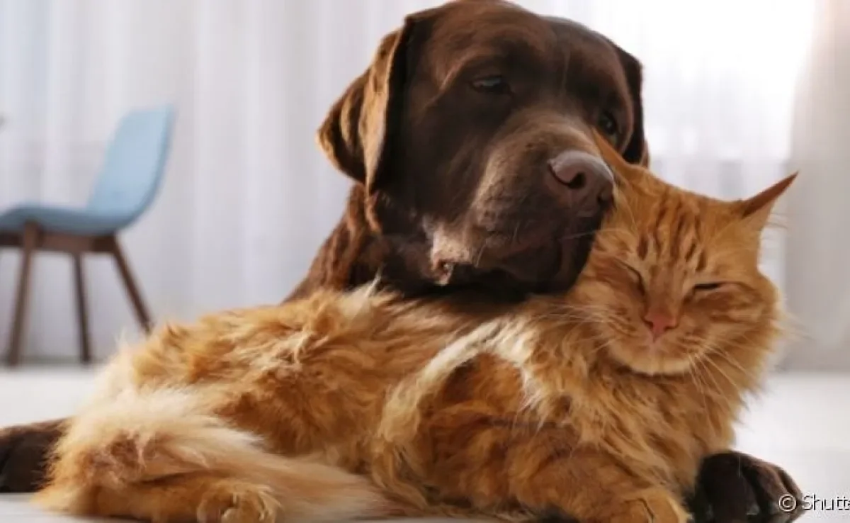 O comportamento de cachorros e gatos pode ser muito curioso. Veja a nossa retrospectiva!
