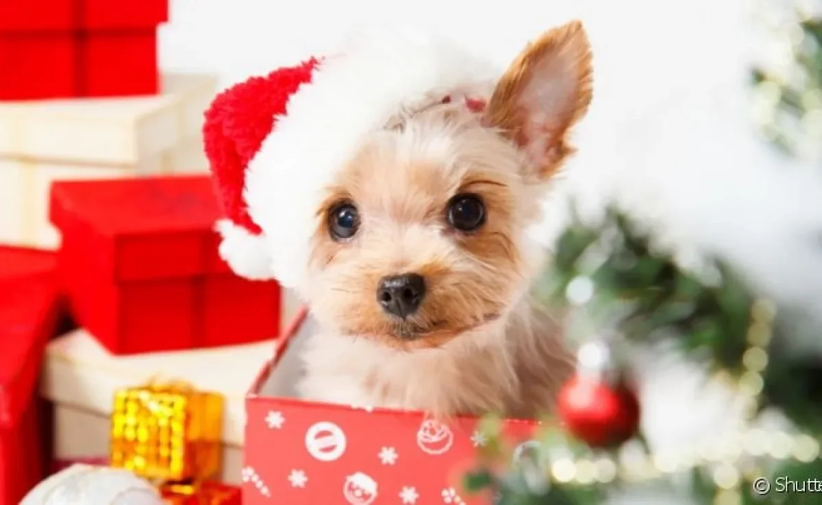 Além da roupa de Natal para cachorro, você pode pensar em quitutes para agraciar seu doguinho