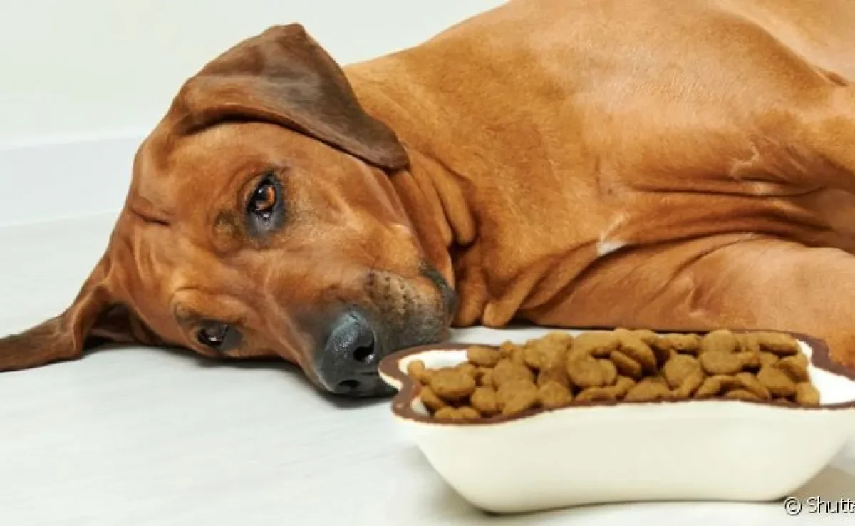 Pancreatite em cães: sintomas normalmente afetam o apetite do animal, que pode vomitar e ter diarreia