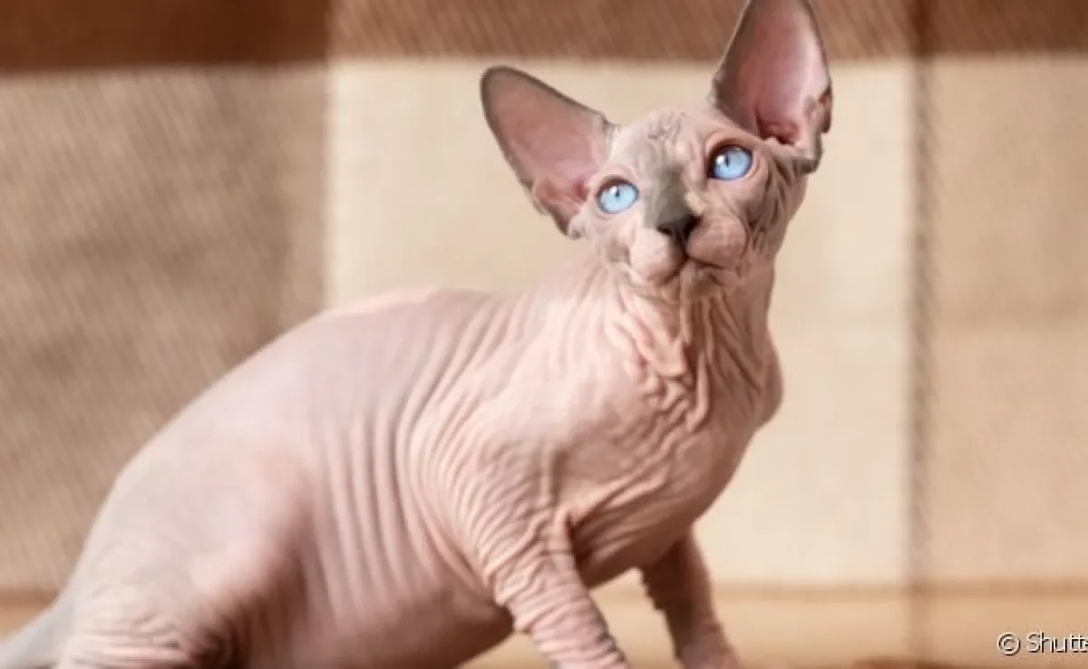 O Sphynx é um gato sem pelo com tendência a problemas dermatológicos, cardíacos, articulares e urinários