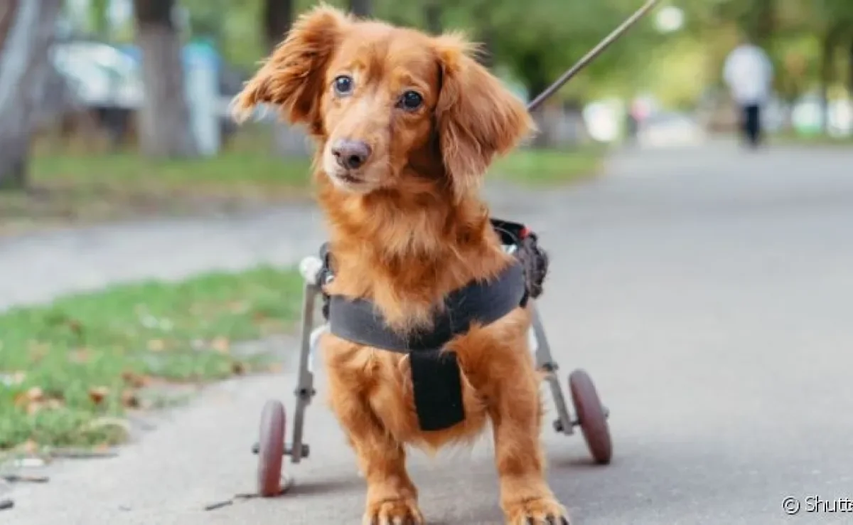  A hipoplasia cerebelar em cães começa na gestação e acomete os filhotes