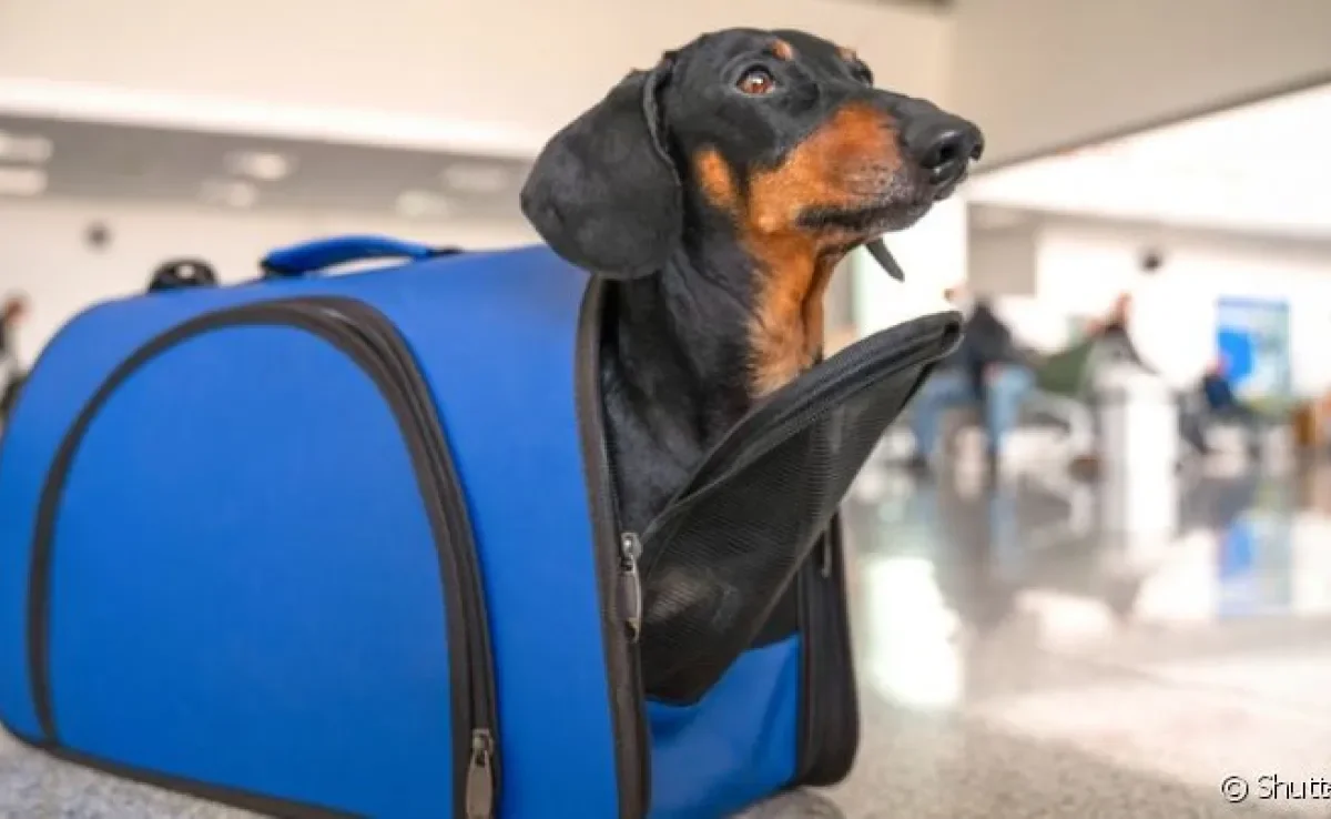 O atestado sanitário para o trânsito de cães e gatos é um dos documentos mais importantes para viajar de avião 