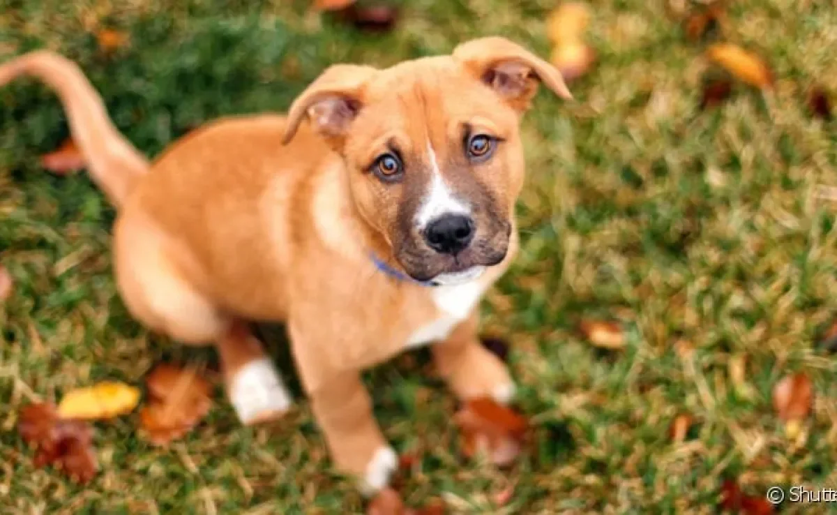 Escolher nomes para filhotes de cachorro não é tão difícil quanto parece 