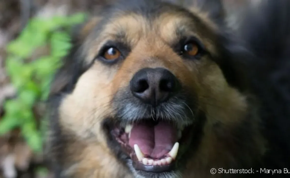 Cachorro adulto ou idoso? Aos 7 anos de idade, o pet ainda pode viver muitas aventuras!