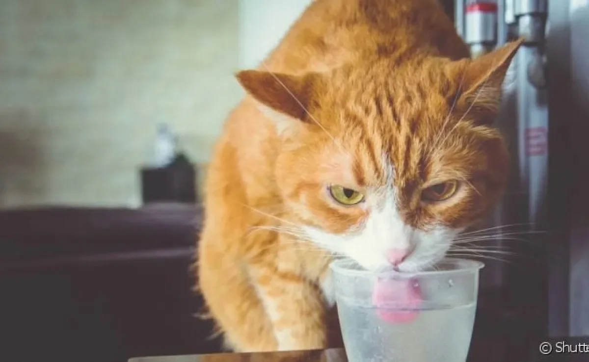  Sede excessiva é só um dos sintomas da diabetes em gatos. Veja mais sobre esse sinal e outros indicativos