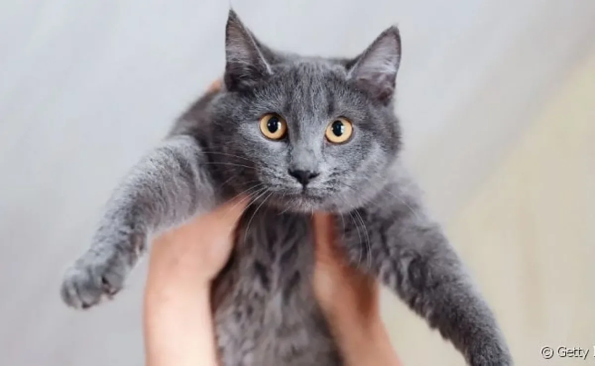  Temos muito o que aprender ao adotar um gato adulto.