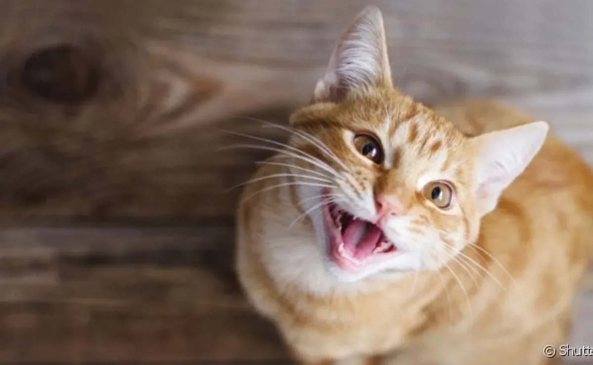  O gato amarelo (ou laranja) adora conversar e jamais te deixará sozinho! 