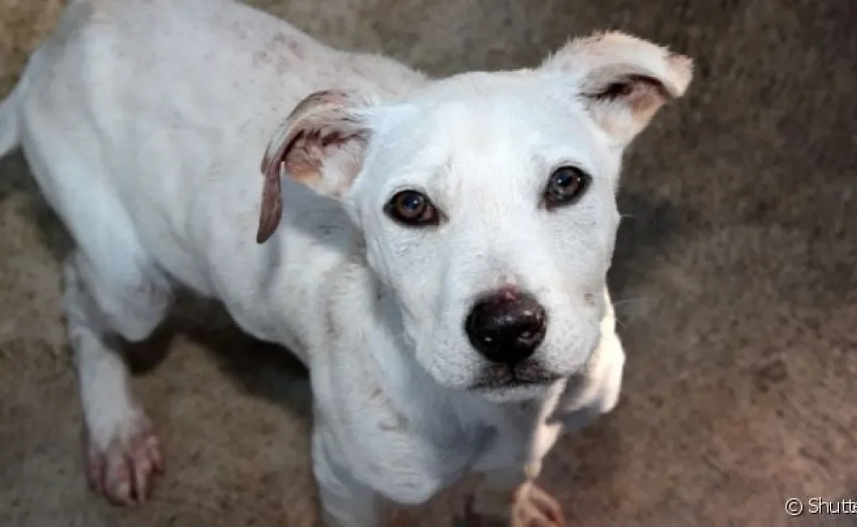  Cachorro com recorrente falta de apetite é um sinal de anorexia canina 