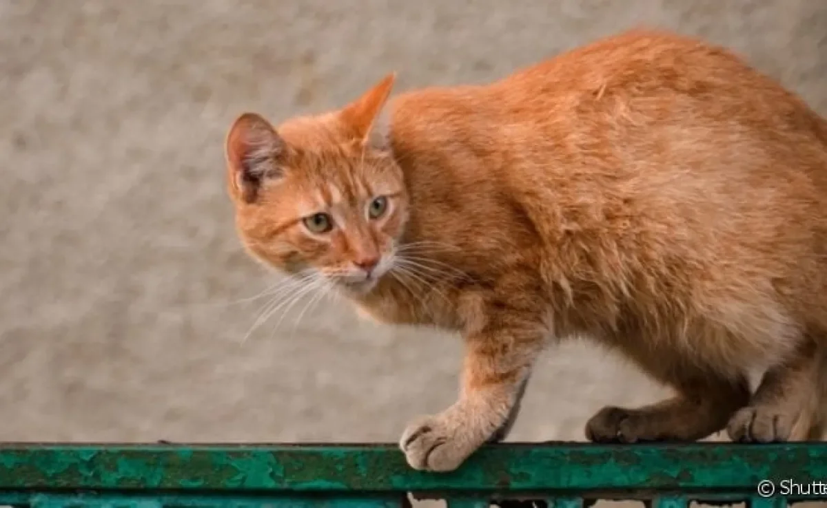 As cores de gatos vira-latas podem ser muito variadas