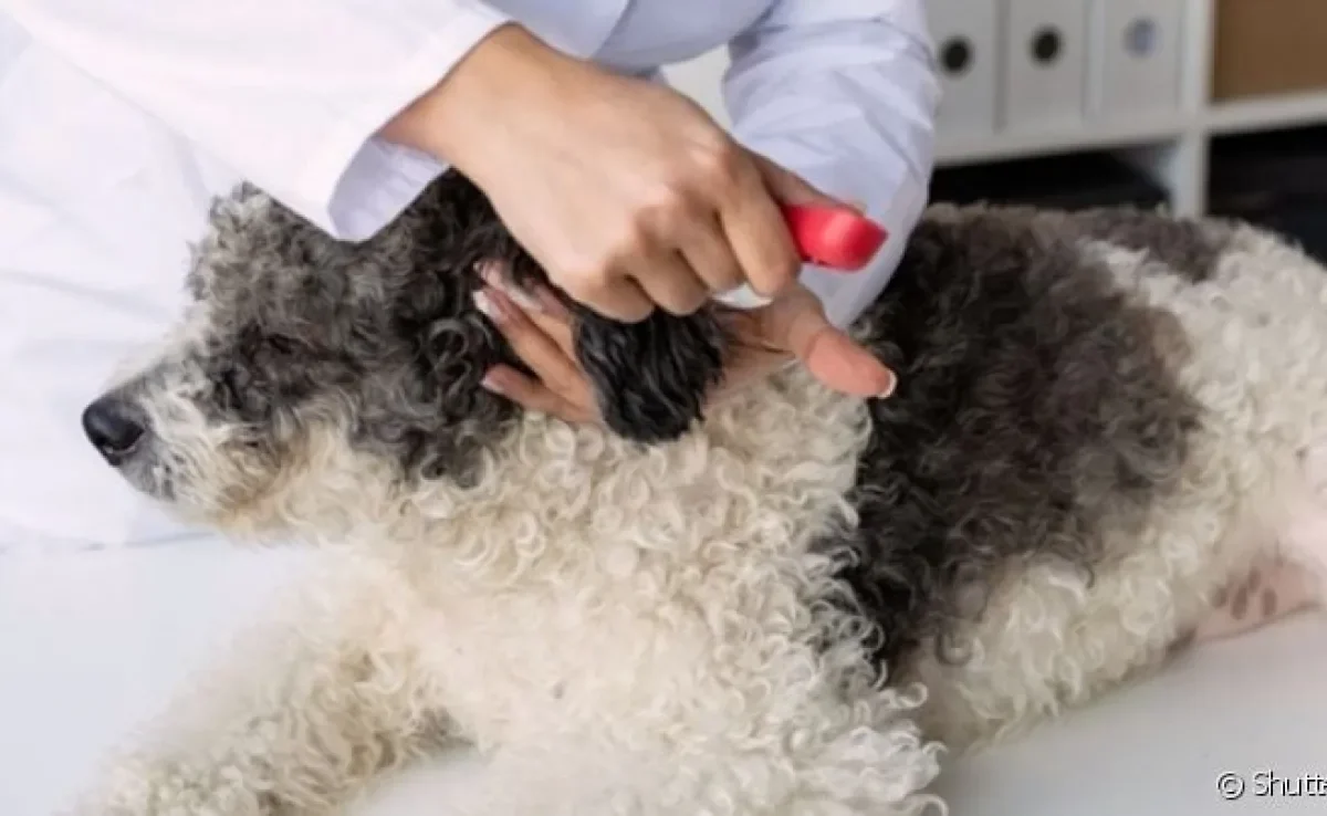 A vacina de cachorro atrasada deixa o pet vulnerável