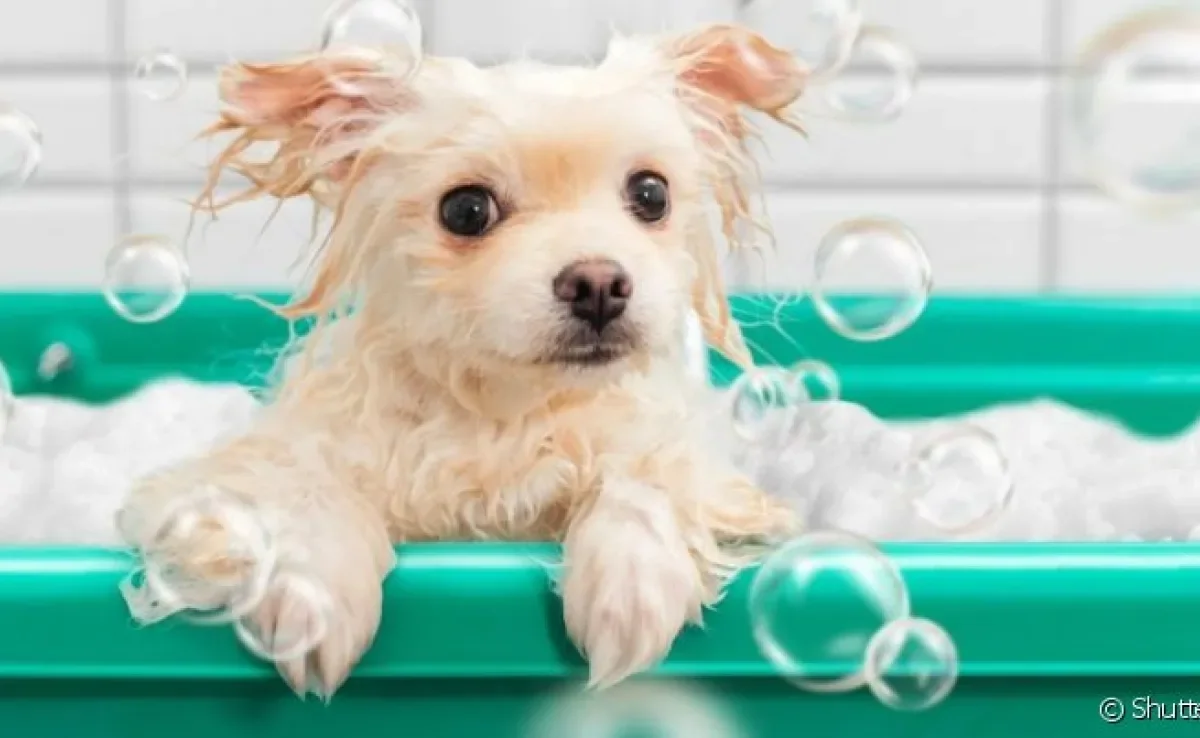 Frequência do banho em cachorro não precisa mudar no verão