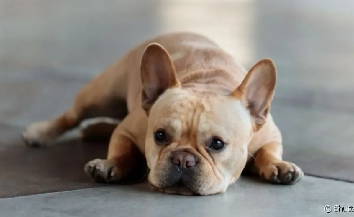 Cachorro esfregando o rosto no chão nem sempre é um problema