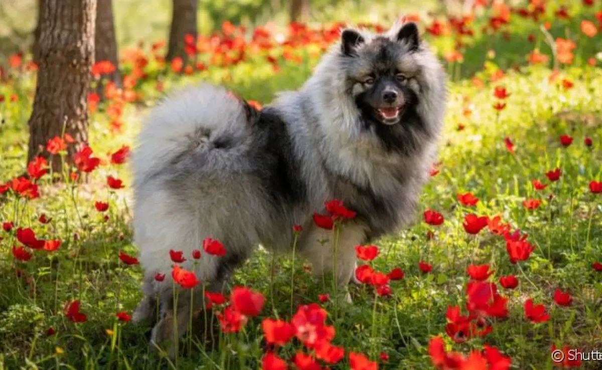 Keeshond: o cachorro que parece lobo é parente distante dos Spitz