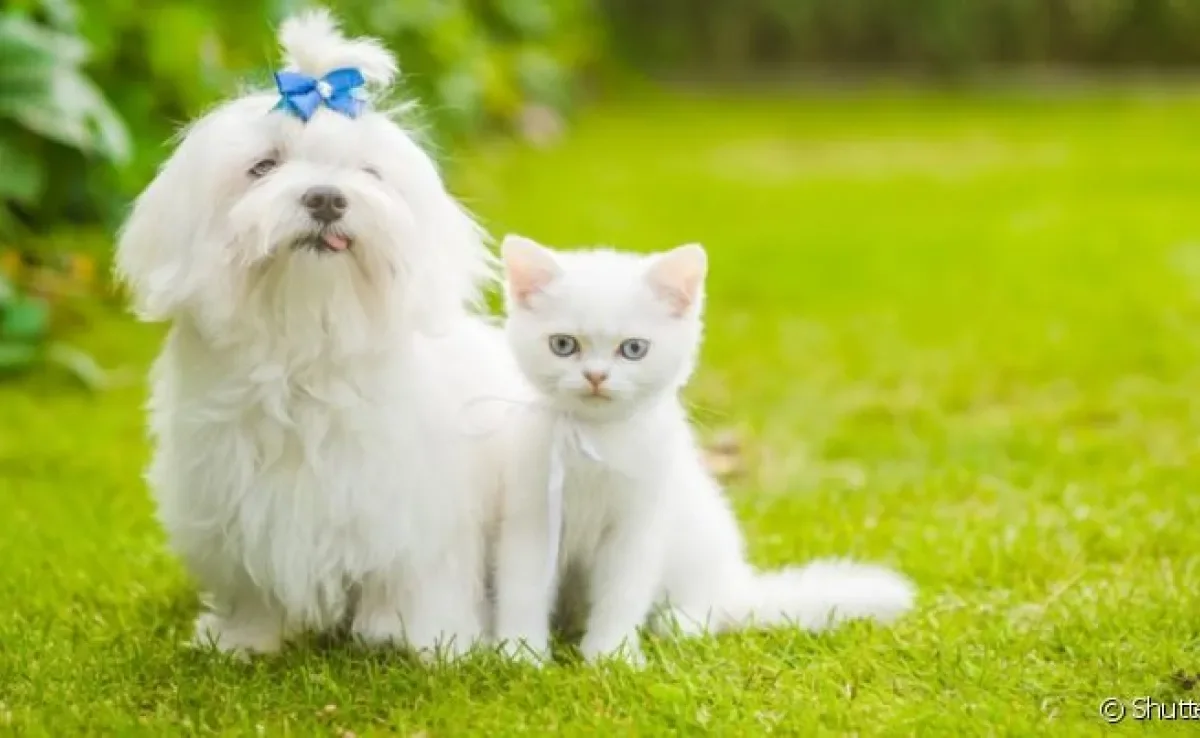 O câncer de pele em cachorro ou gato branco é um problema comum por causa da pouca melanina