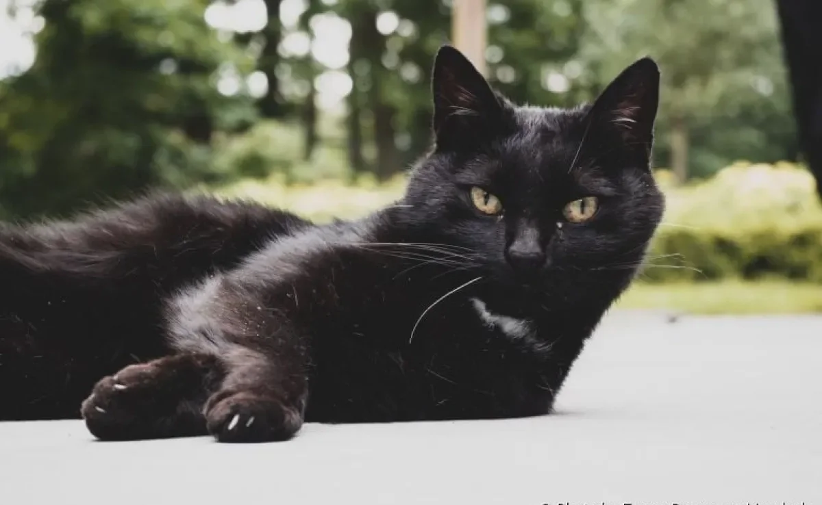 Tanto o cachorro quanto o gato preto são mais difíceis de encontrarem um lar