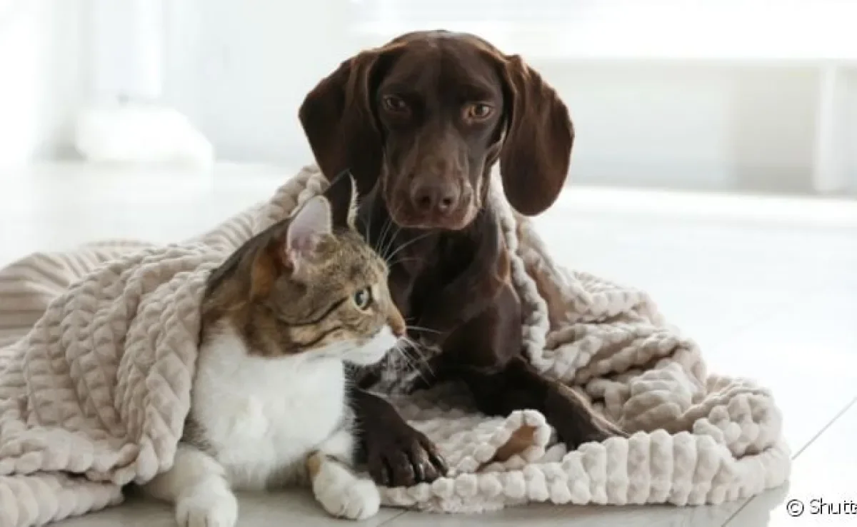Com a certidão de nascimento, cachorro e gato podem ser facilmente encontrados em caso de fuga