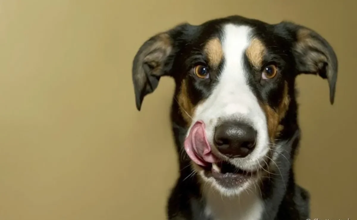 O comedouro labirinto para cães é uma forma de deixar a refeição do seu pet mais divertida