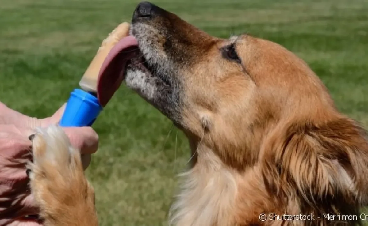 Dá para fazer picolé para cachorro em casa, utilizando frutas que cachorro pode comer.