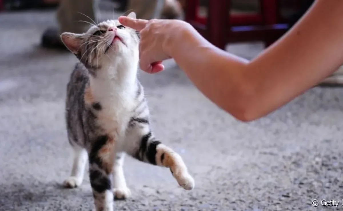  Tem um gato branco surdo e não sabe interpretar ele? As dicas abaixo vão ajudar!
