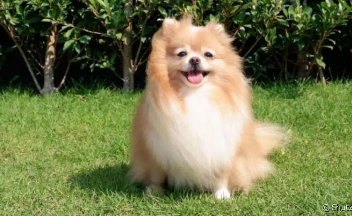Os termos cachorra ou cadela são muito utilizados para definir a fêmea de cão
