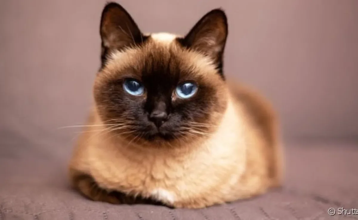 A gangliosidose é uma doença comum em gatos da raça Siamês