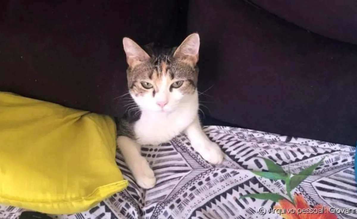 A história de gato escondido da vez é da Malu, essa gatinha da foto que ama passar um tempo dentro do sofá