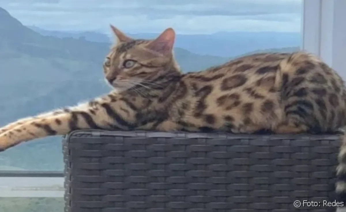 Massinha é uma gata da raça Bengal que vive em Belo Horizonte.