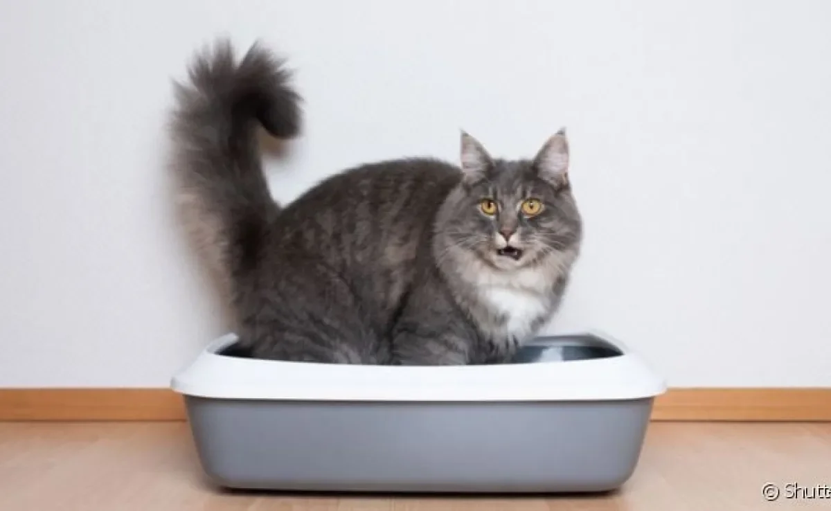 Gato come areia, mas isso é normal? Como resolver? Saiba tudo sobre o assunto nessa matéria! 