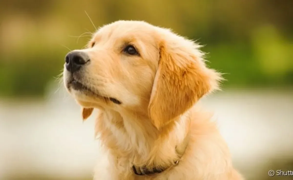 O Golden Retriever filhote é um excelente companheiro, mas requer alguns cuidados na fase inicial