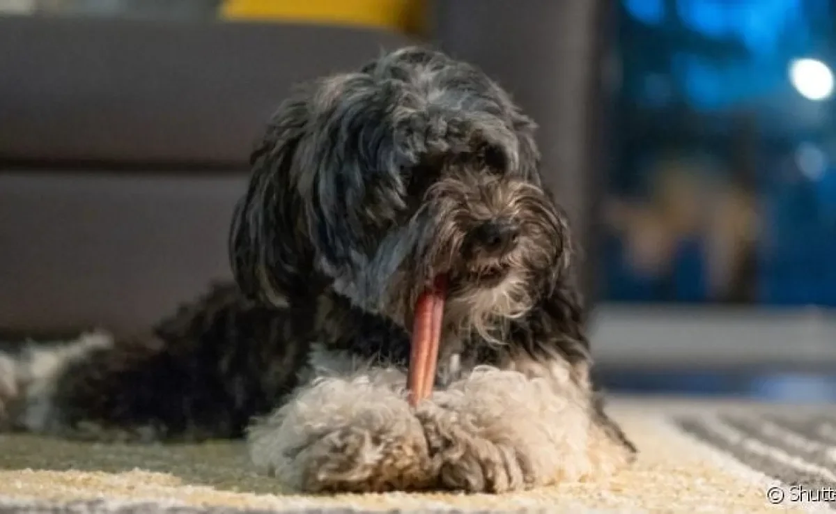 O intestino do cachorro está diretamente ligado com a alimentação e absorção de nutrientes