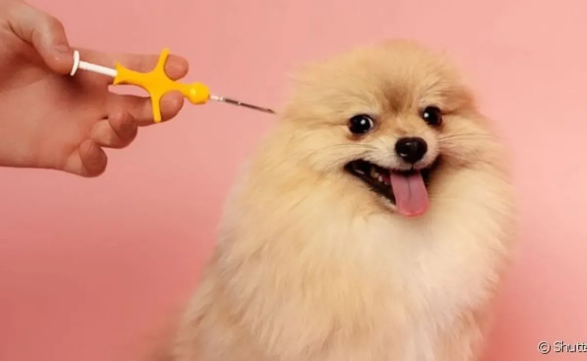  Microchip cachorro é mais uma garantia para manter a segurança do animal em caso de perda 