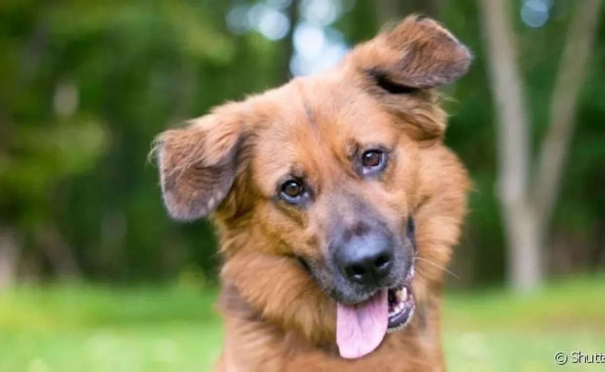 Confira mais de 200 opções de nome de cachorro macho, fêmea e de todas as raças.