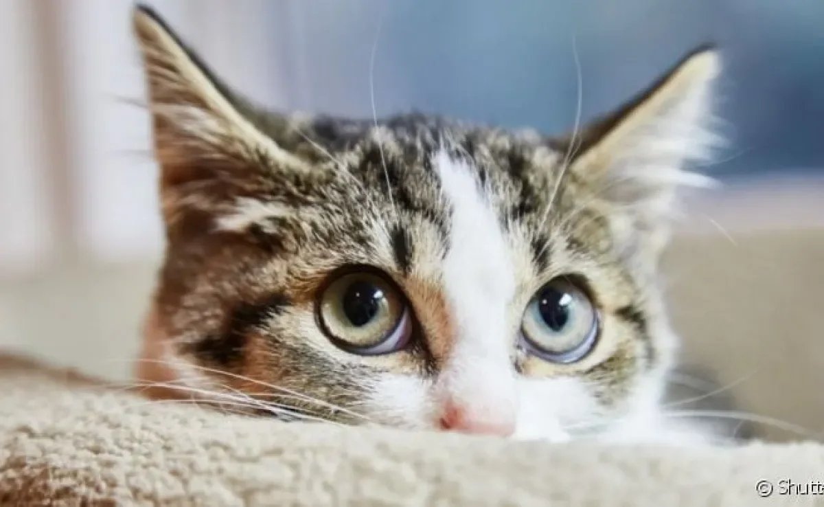 Os nomes para gatos são bem diversos e podem refletir a identidade do seu pet