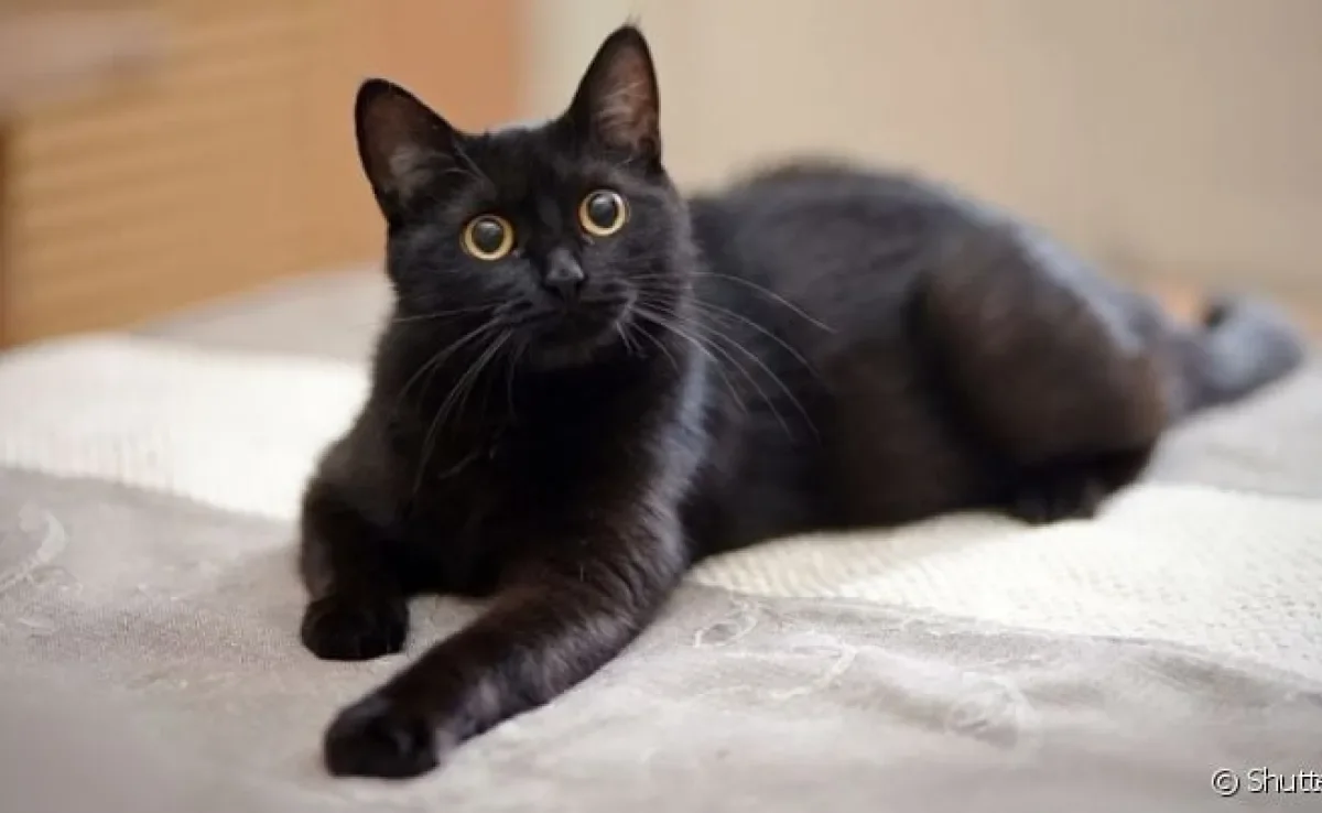 Os nomes para gatos pretos podem refletir a cor da pelagem do animal