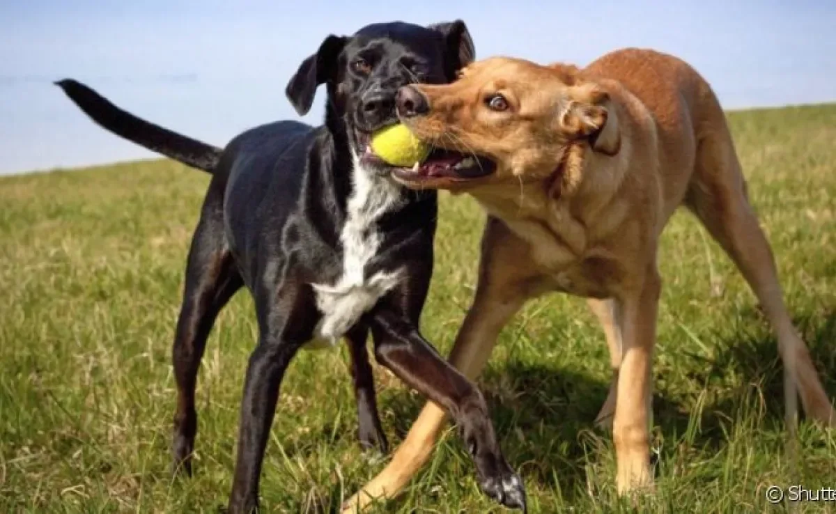 Adotar cachorro vira-lata é sempre surpreendente