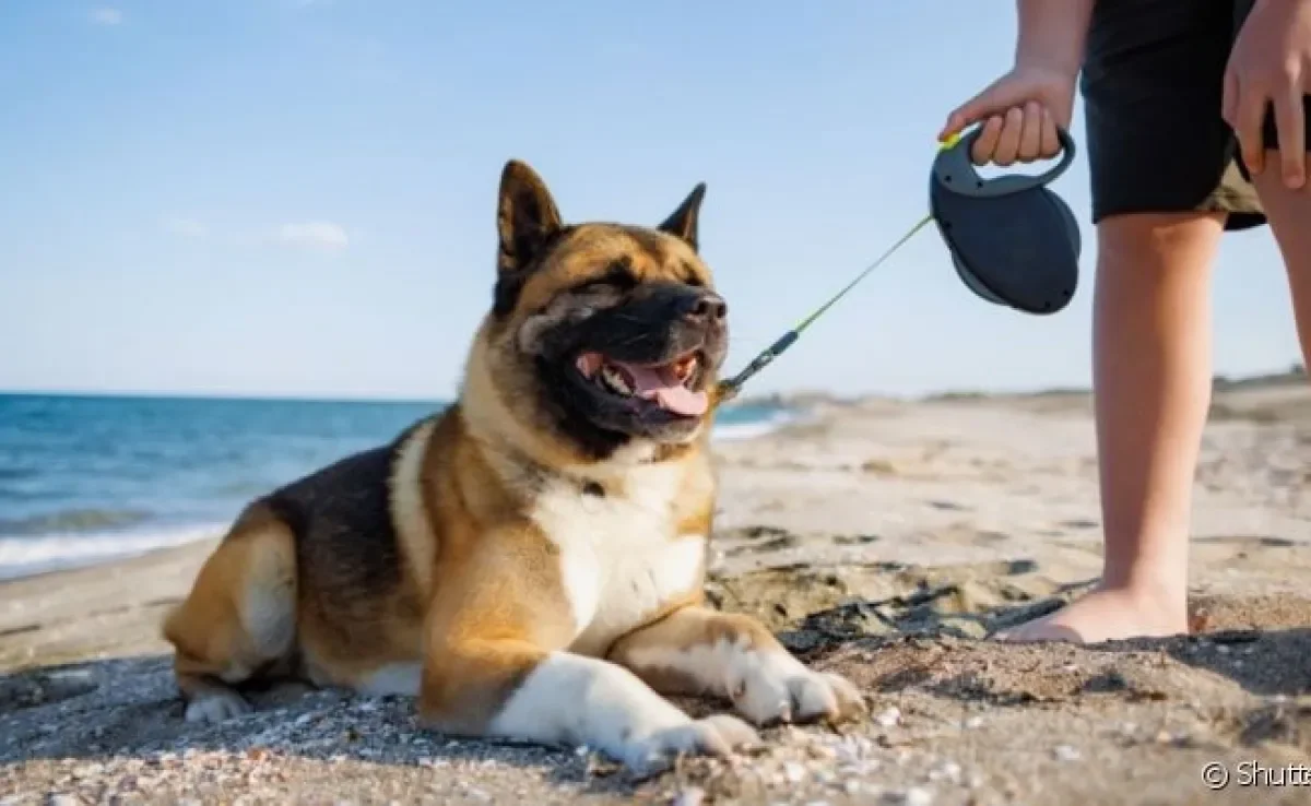  Passear com cachorro em qual horário no verão e quais os passeios mais indicados? Descubra a resposta 