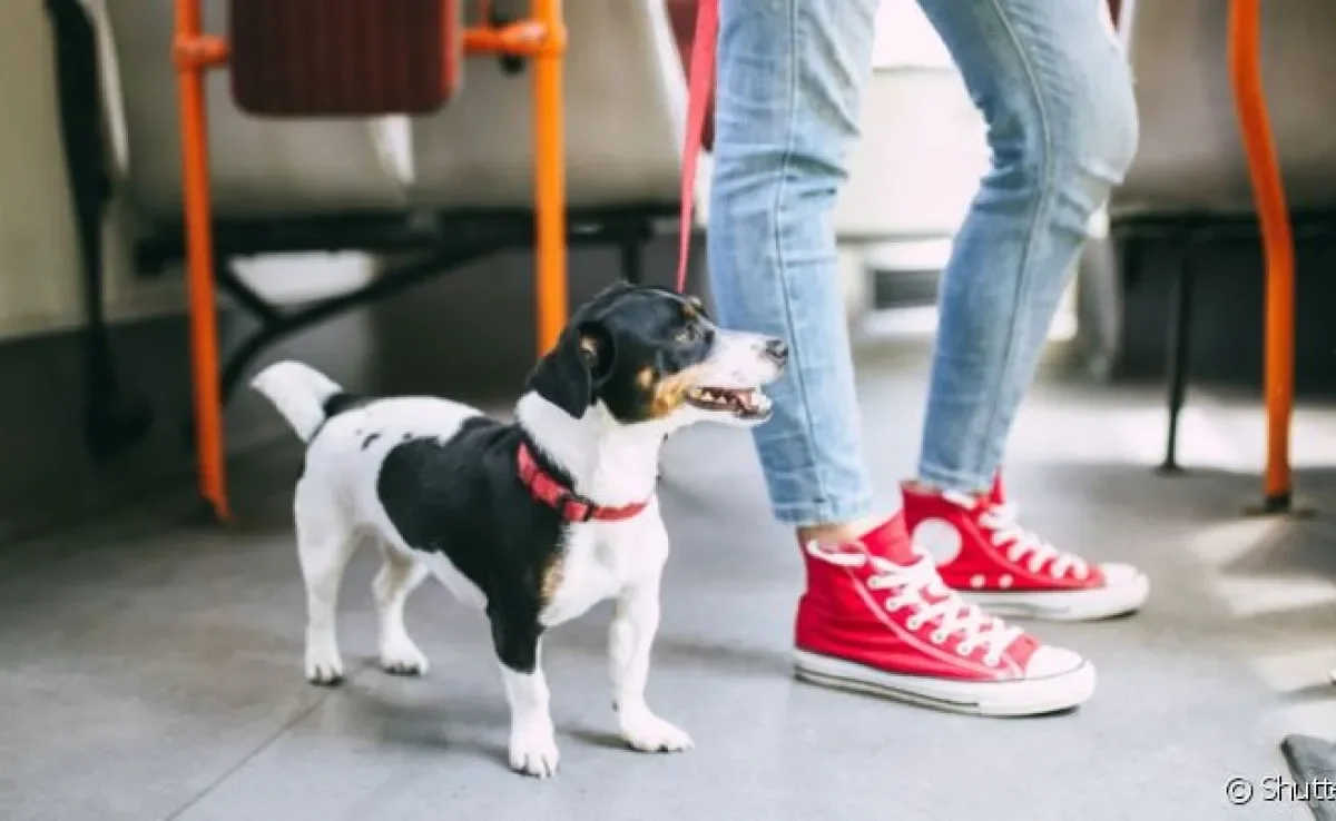 Como andar com cachorro no ônibus? Projeto de lei pode mudar a maneira de se andar com pets no DF