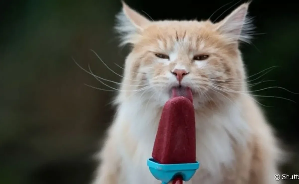 O picolé de gato feito com sachê ou frango desfiado é adorado pelos bichanos, principalmente no calor