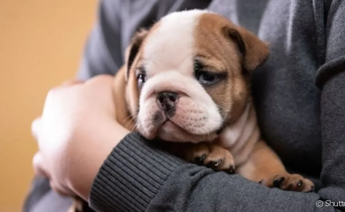  Pegar cachorro no colo faz mal pois muitos não sabem a maneira correta de fazer isso