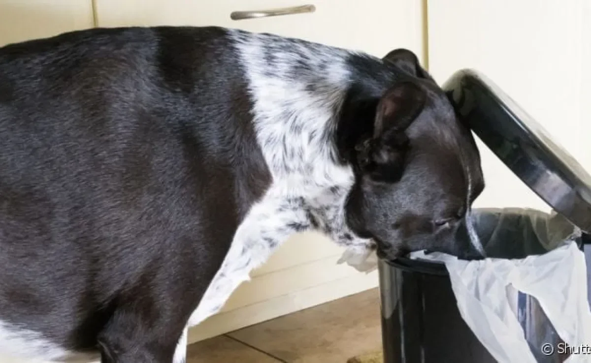  Lixeira a prova de cachorro não é a única maneira de como afastar cachorros do lixo 